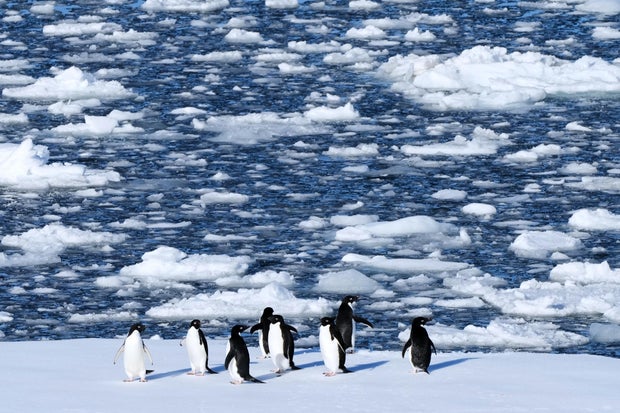 Climate Penguins 
