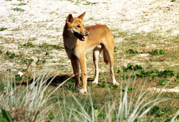 Dingo in a beach 