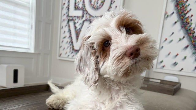 Bauer, a 15-week-old Australian labradoodle 
