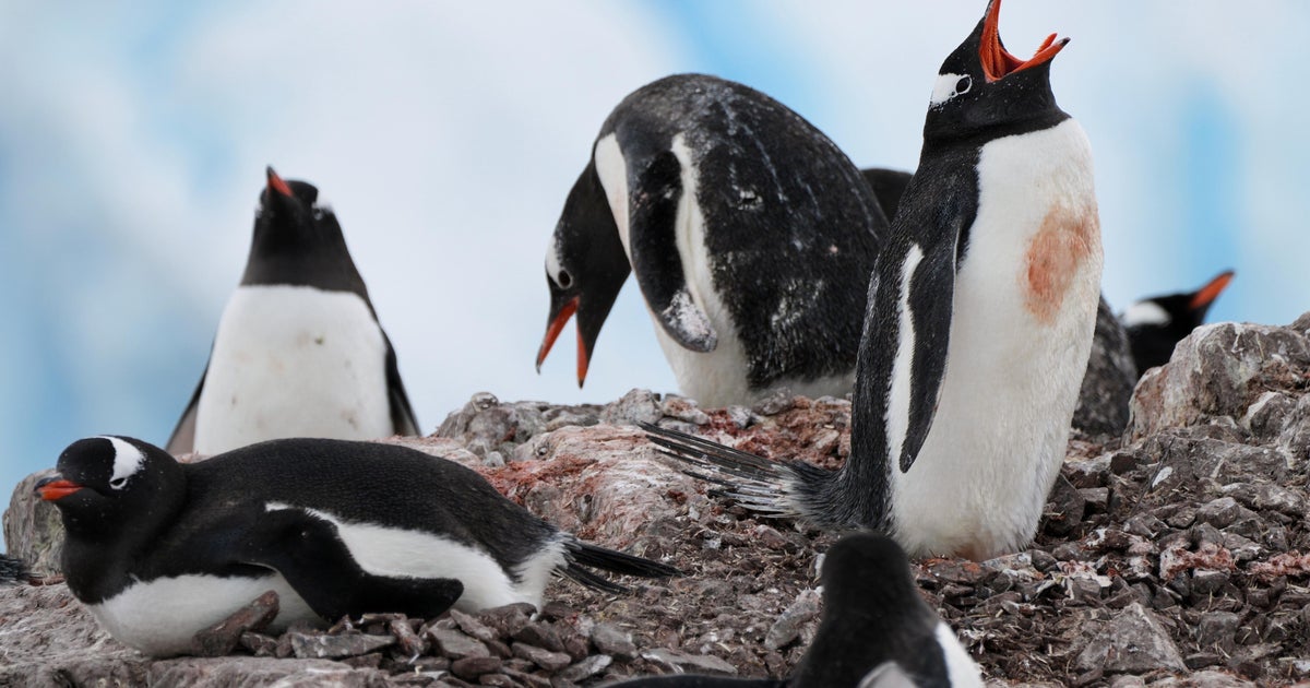 Затоплянето принуждава антарктическите пингвини да се размножават по рано което