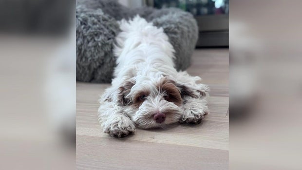 Bauer, a 15-week-old Australian labradoodle 