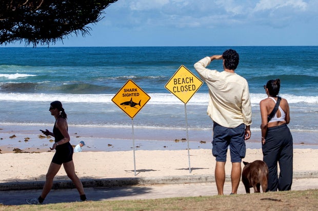 Beaches are closed after recent shark attacks in Sydney 