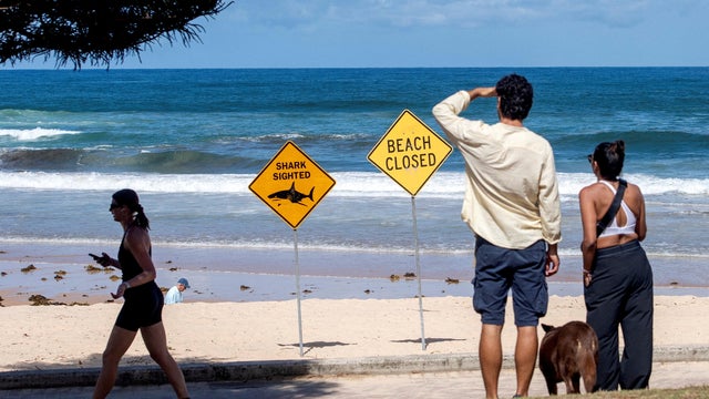 Beaches are closed after recent shark attacks in Sydney 