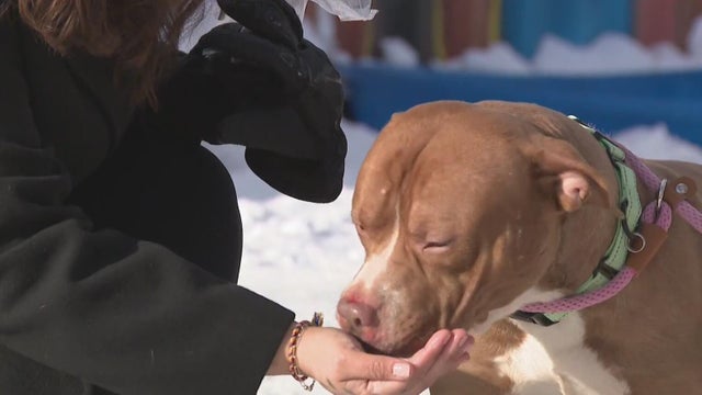 Detroit animal rescue groups call for foster homes  frigid temperatures 