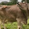 Researchers say this cow's behavior is challenging long-held assumptions