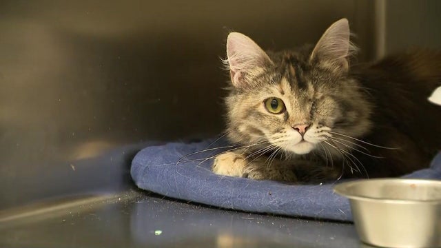 A cat with one eye at a shelter 