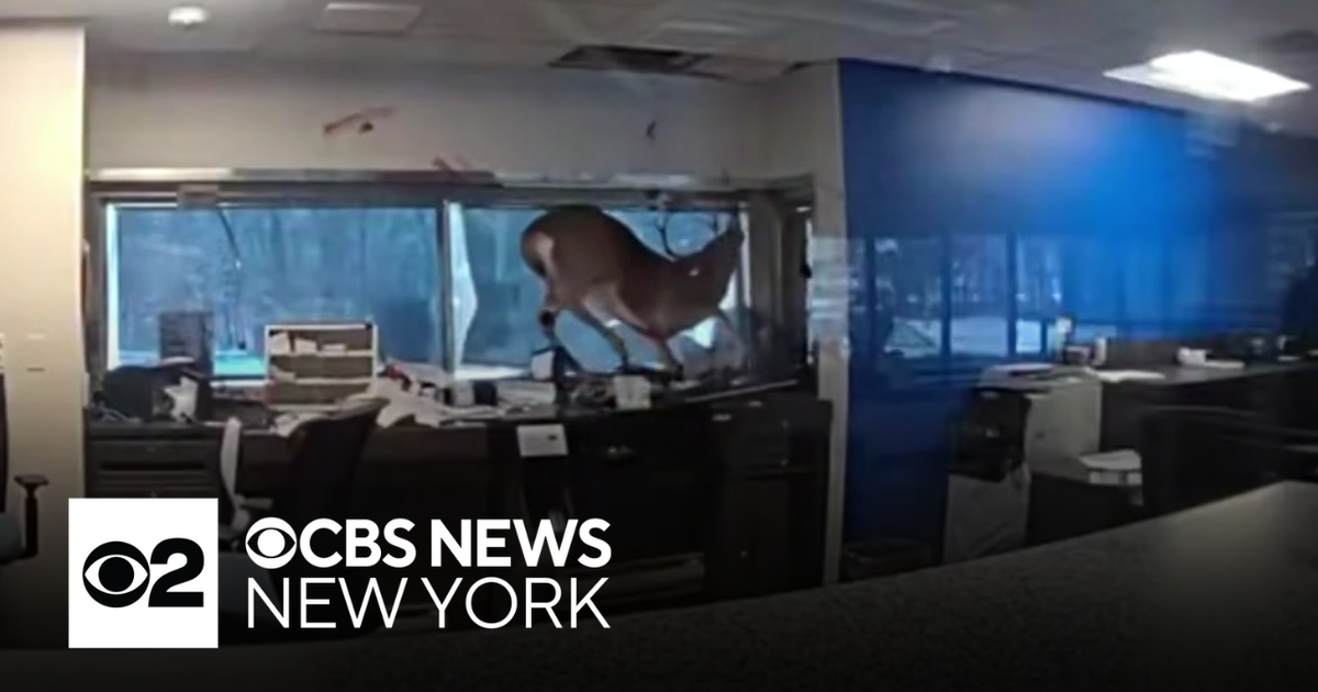 Deer crashes through window at Long Island bank