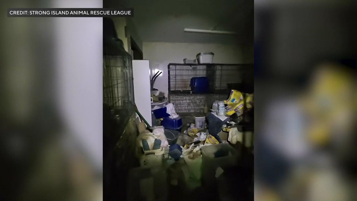 Over 100 cats rescued from deplorable conditions at Long Island home ...