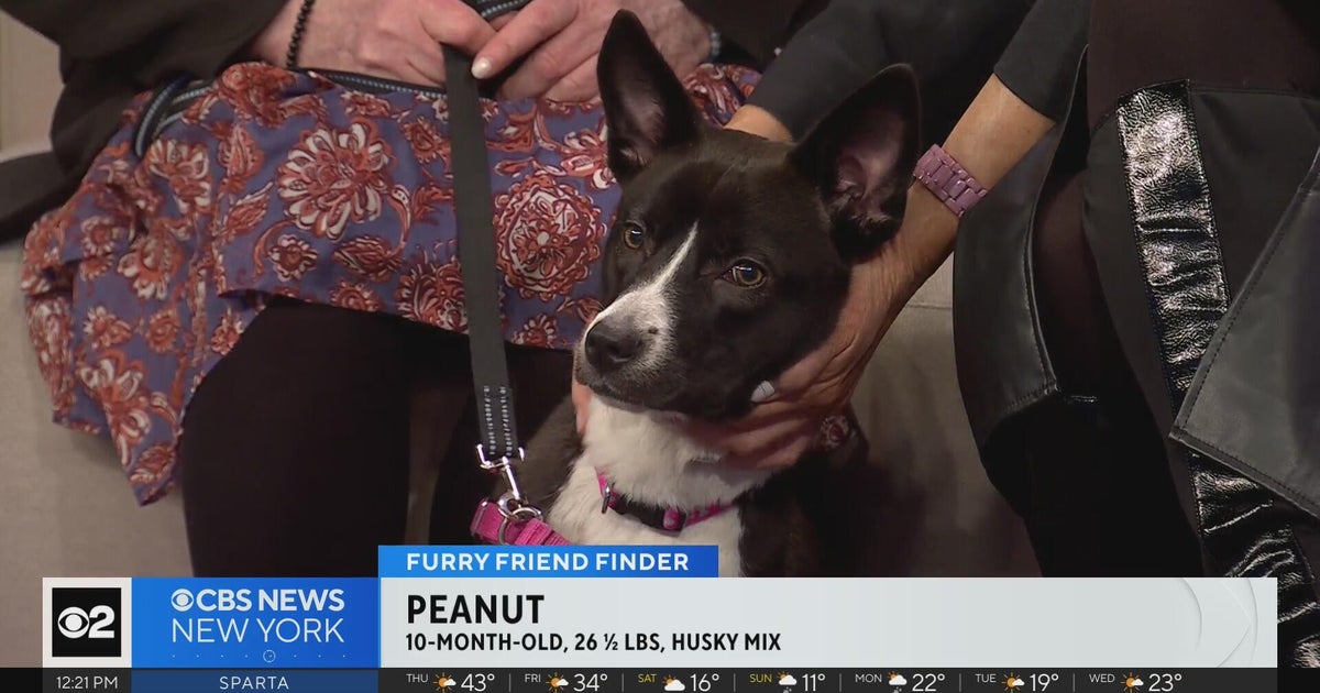 Furry Friend Finder: Meet Peanut