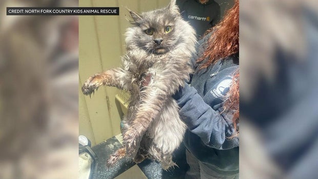 A cat rescued from a home