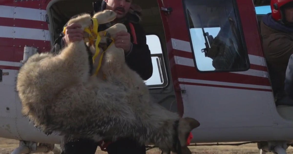 Colorado Parks and Wildlife puts a pause on any new wolves in the state in 2026