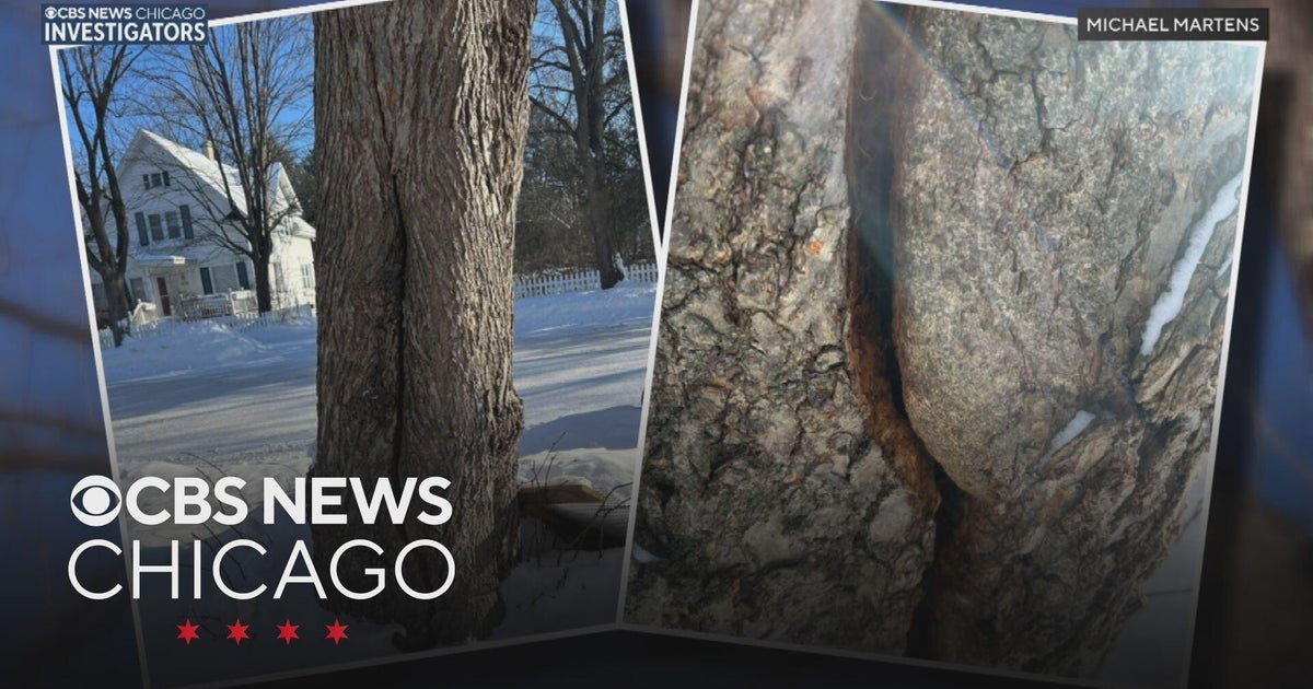 Are Trees Exploding Due To Cold Or Is There A Different Weather