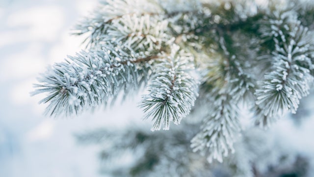 snow-covered spruce branches during snowfall 