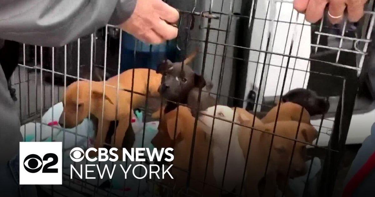 New York-based Paws of War works to relocate dogs from Mississippi before winter storm