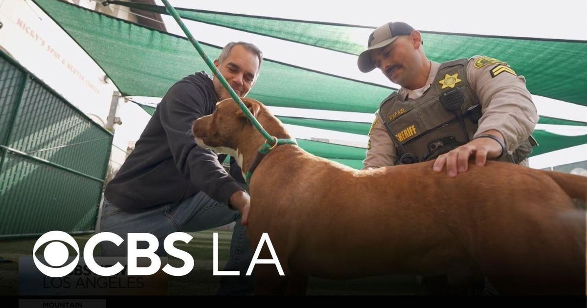 Eaton Fire survivor special dog adoption event