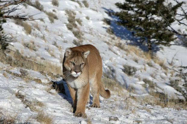 Mountain Lion in Rocky Mountains 