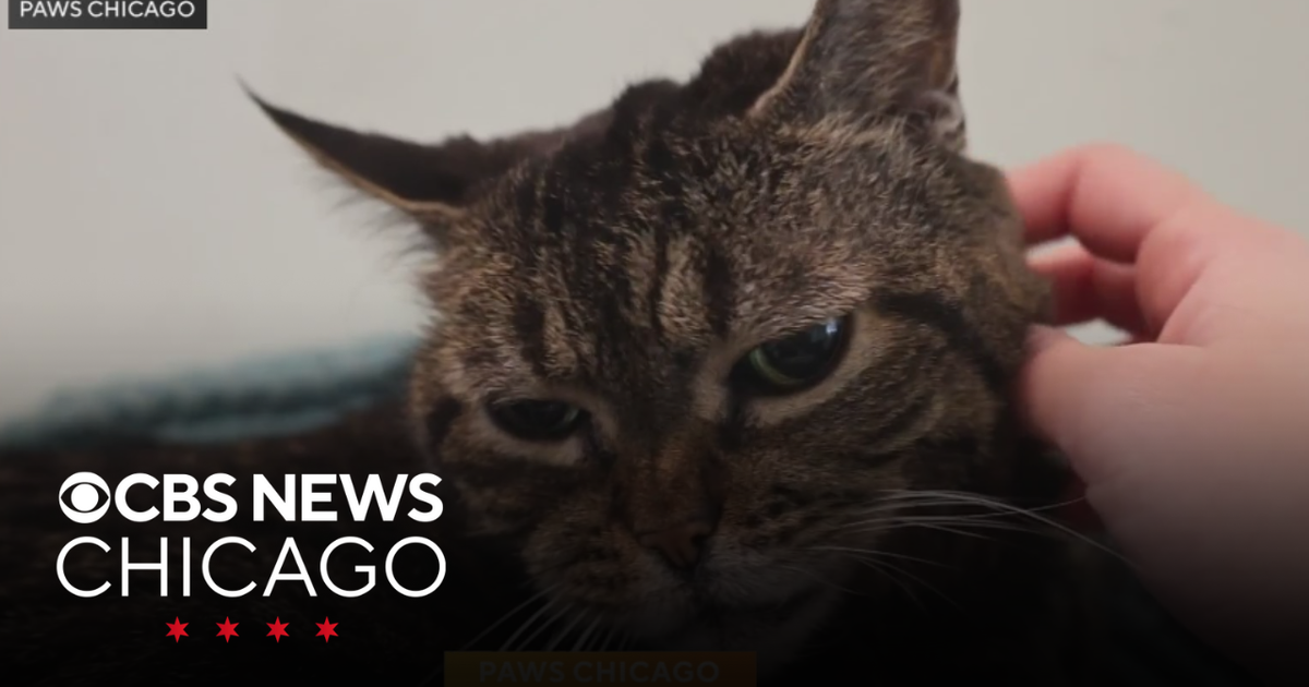 Adopt Amanda Banana from PAWS Chicago