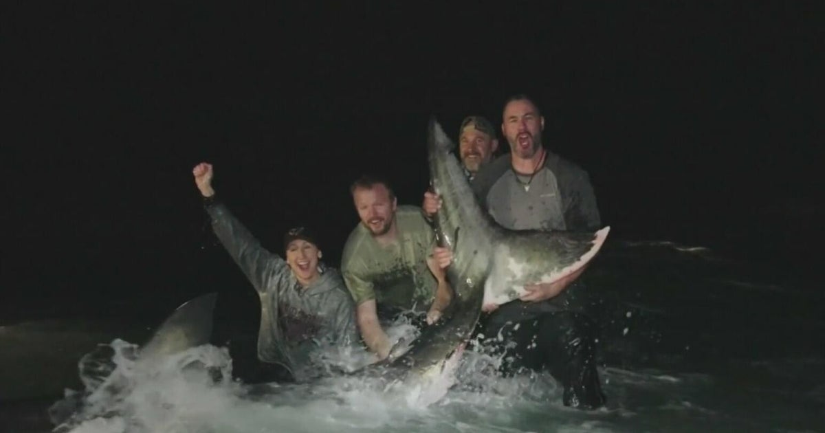 Anglers reel in rare 1,000‑pound great white shark on Pensacola Beach