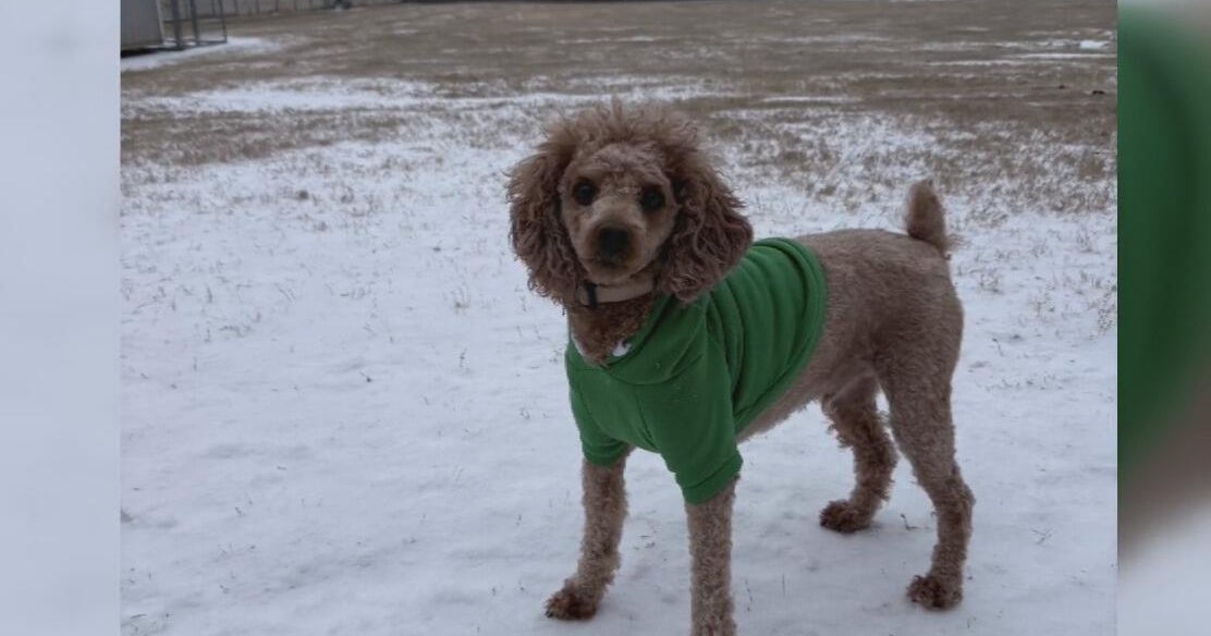Animals enjoying winter weather across North Texas