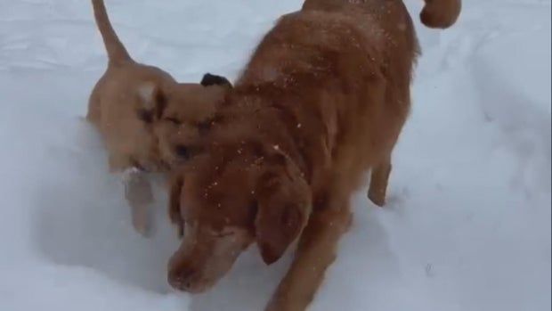 Two golden retrievers play in the snow 