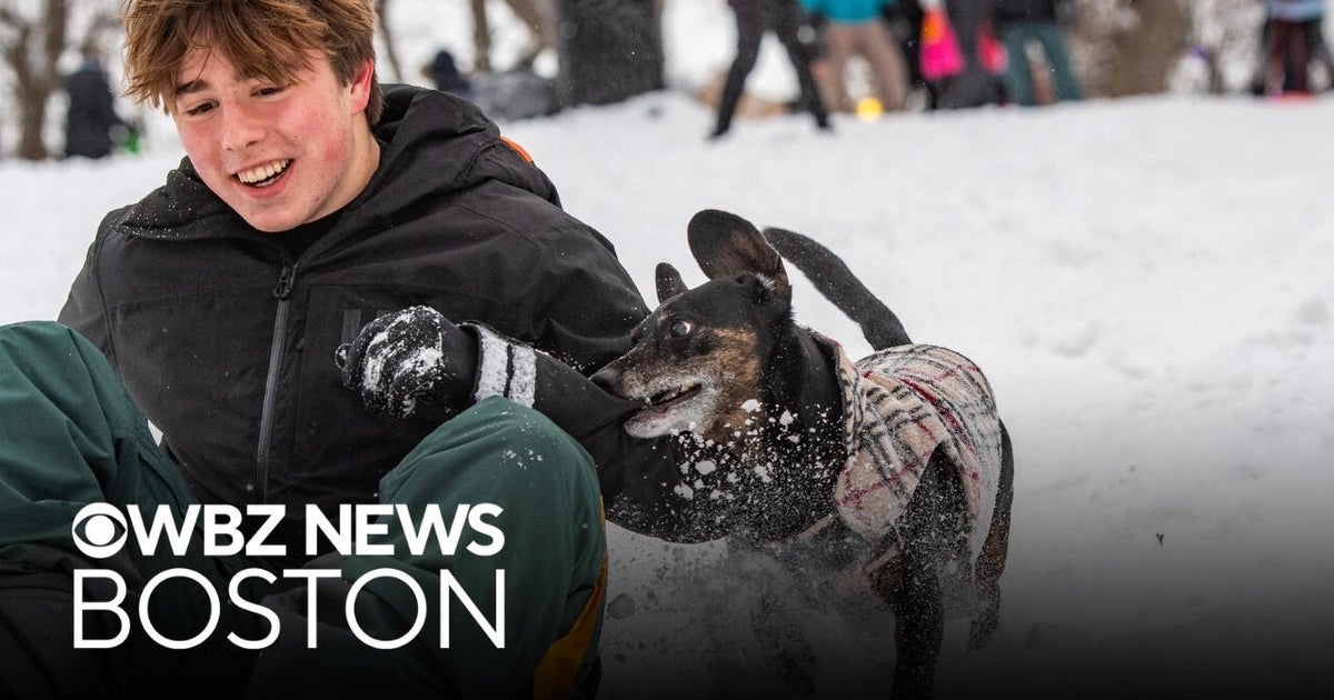 Residents sled down Boston Common hill as part of snowstorm tradition
