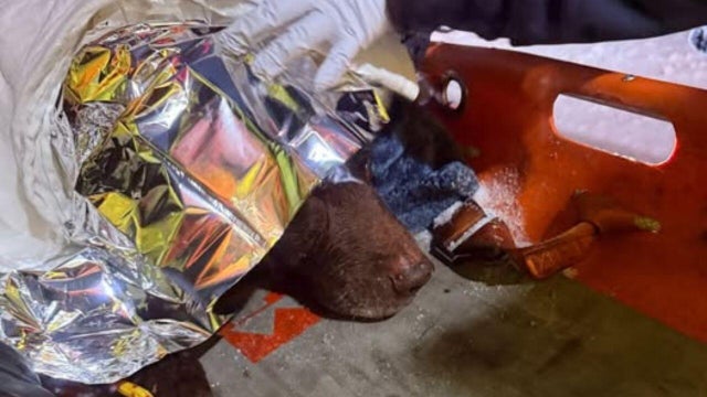 Dog Rescued Anne Arundel County 