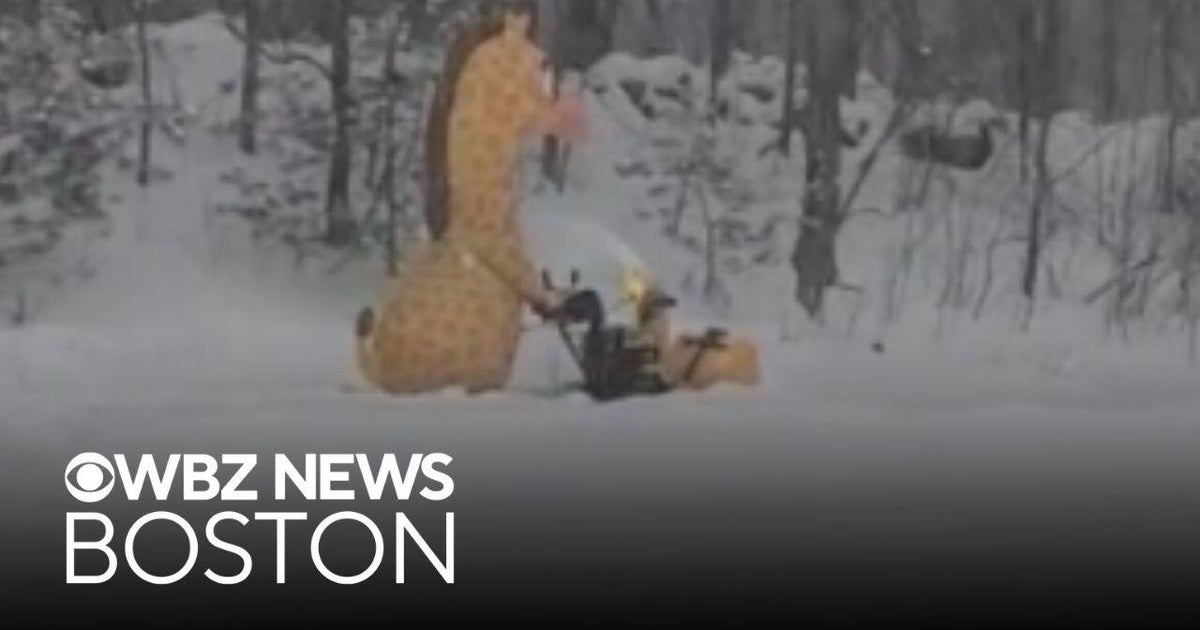 Person in inflatable giraffe costume clears Massachusetts snow - CBS Boston