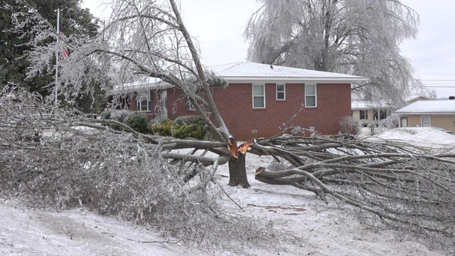tree-split-in-quarters-new-albany-ms.jpg 