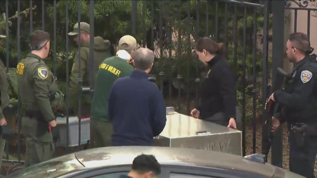 A mountain lion sprinting across a city sidewalk 