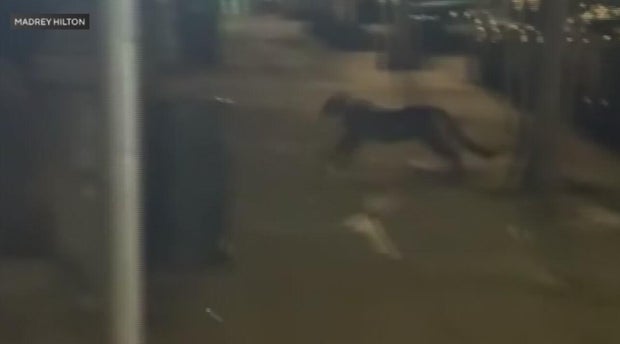 A mountain lion sprinting across a city sidewalk 
