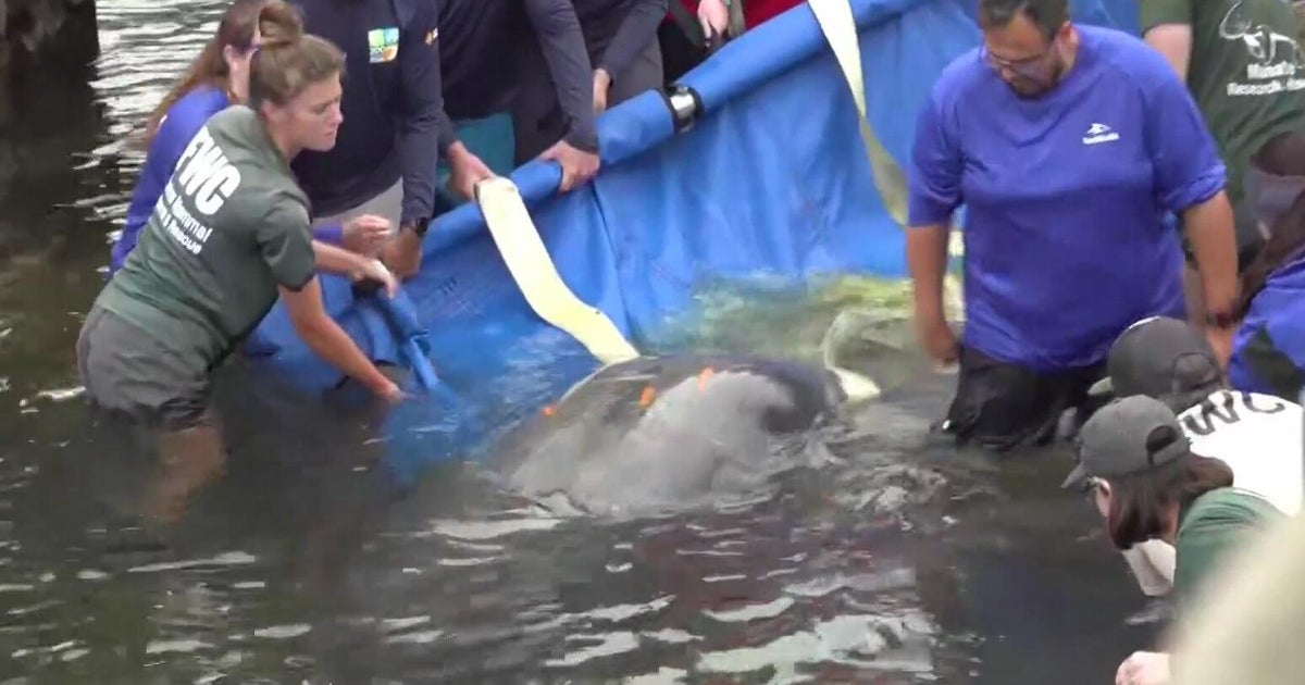 Manatee and her calf release back into ocean after going through rehab