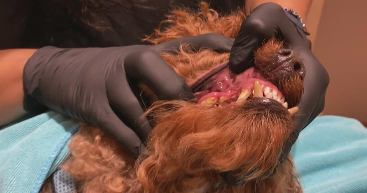 Coconut Grove clinic offers non‑anesthetic dental care for pets