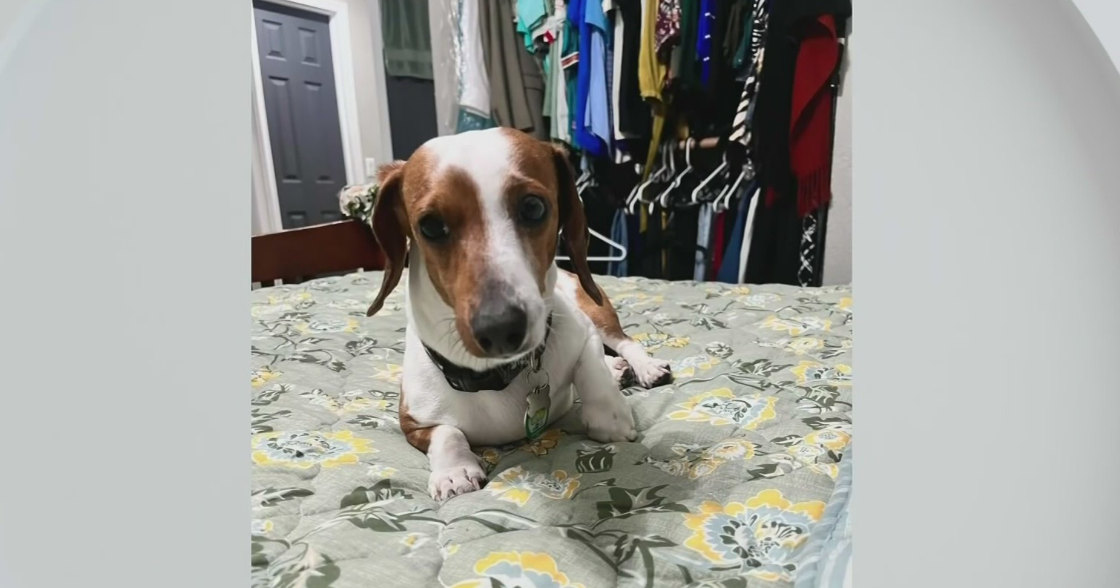 Dog owner demands change after pet killed outside Miami-Dade Animal Services