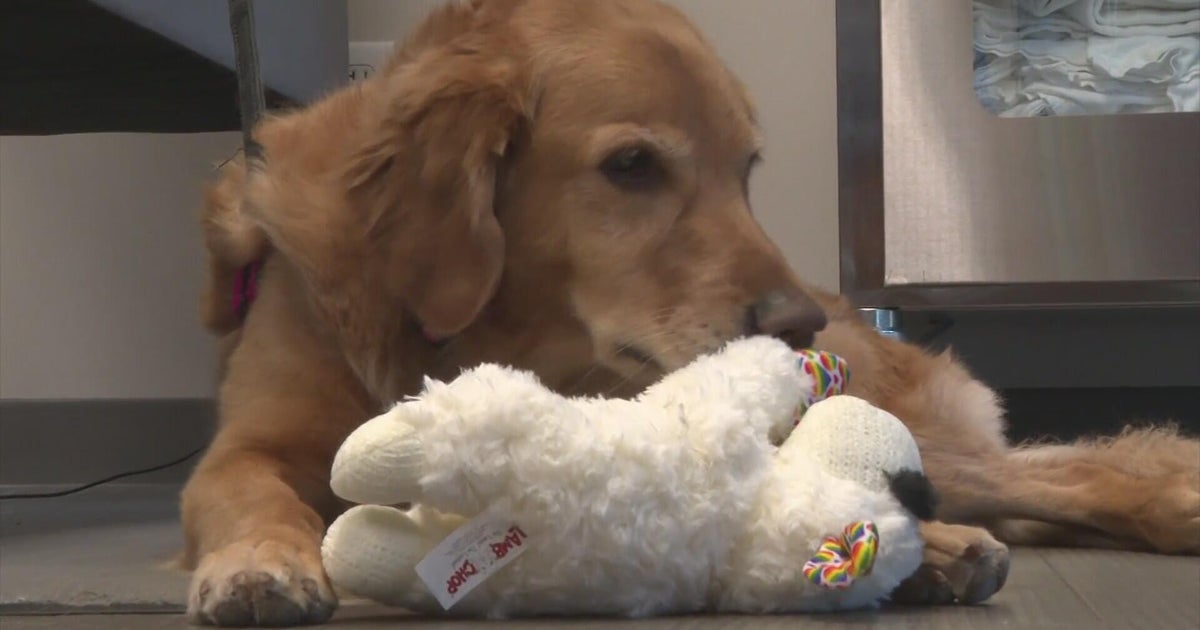 Northern Colorado dog saves other animals in need by donating blood