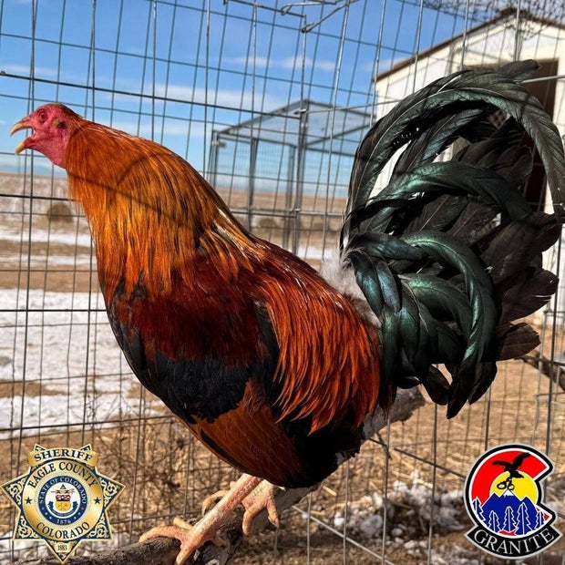 eagle-county-cockfighting-2-ecso-on-fb.jpg 