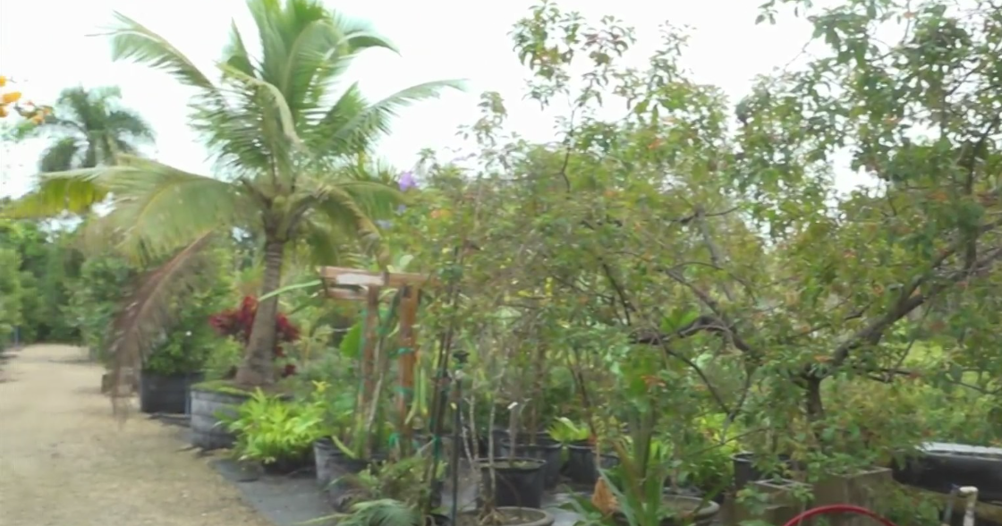 Agricultural community braces for potentially freezing temperatures as cold shivers throughout South Florida