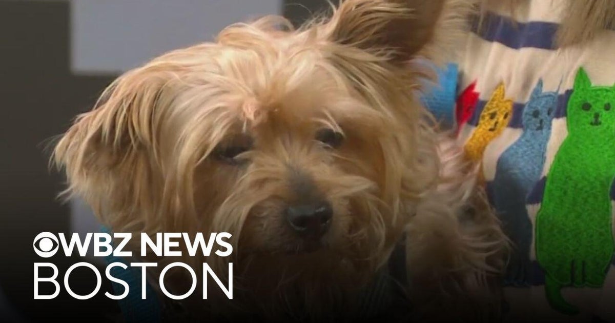 Older dog with heart disease needs new home through Massachusetts shelter