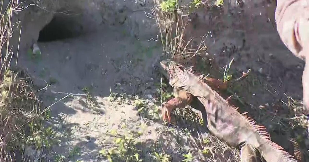 Cold-stunned iguanas dropping like flies as frigid temperatures remain across South Florida