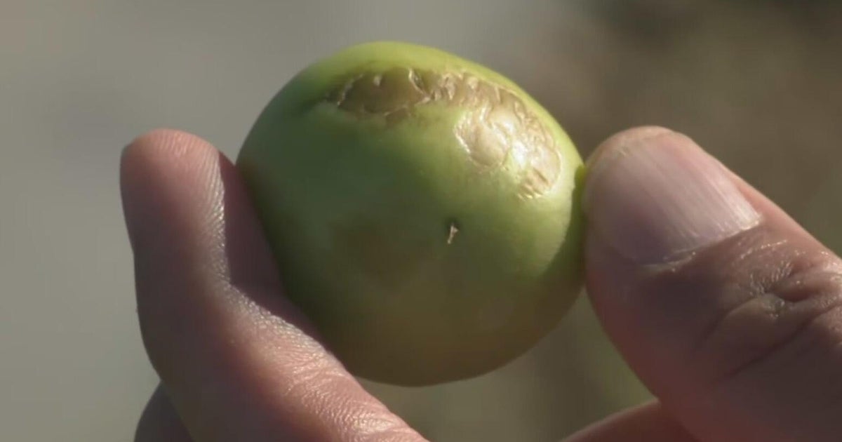 South Florida farmers brace for crop losses and higher prices after rare cold snap