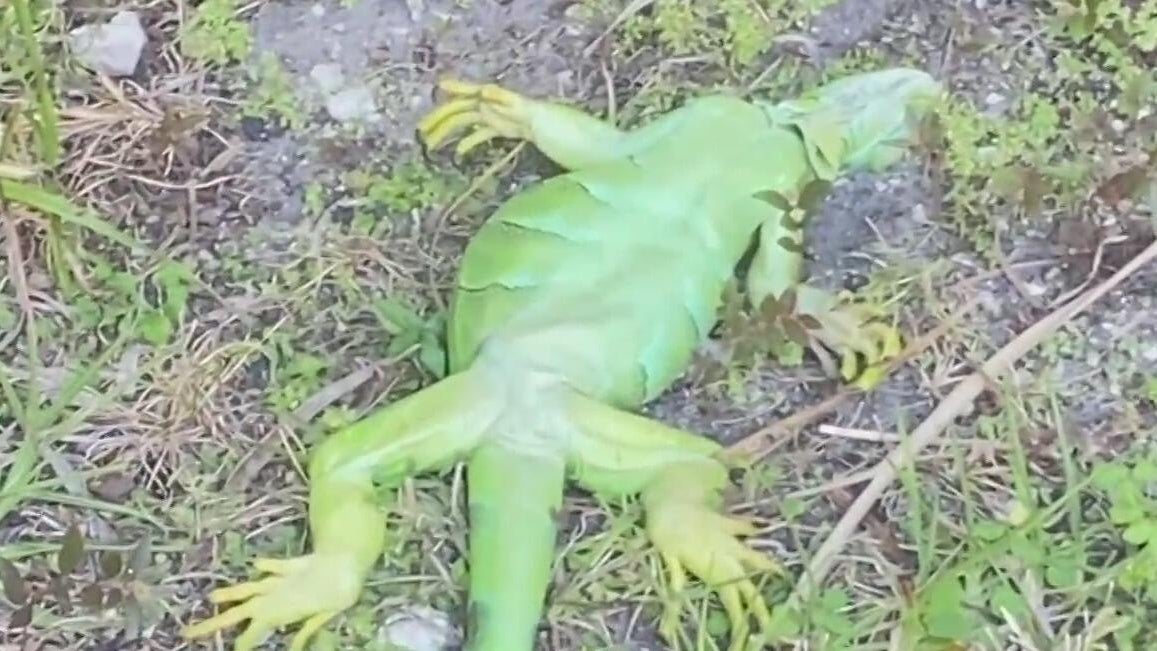 Florida Issues Emergency Order to Remove Cold-Stunned Iguanas Amid Winter Weather