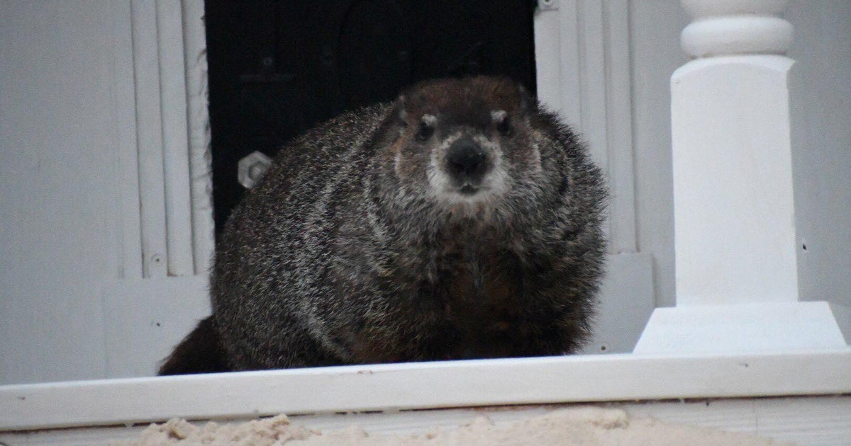 Georgia's groundhog Beau predicts 6 more weeks of winter at Dauset Trails