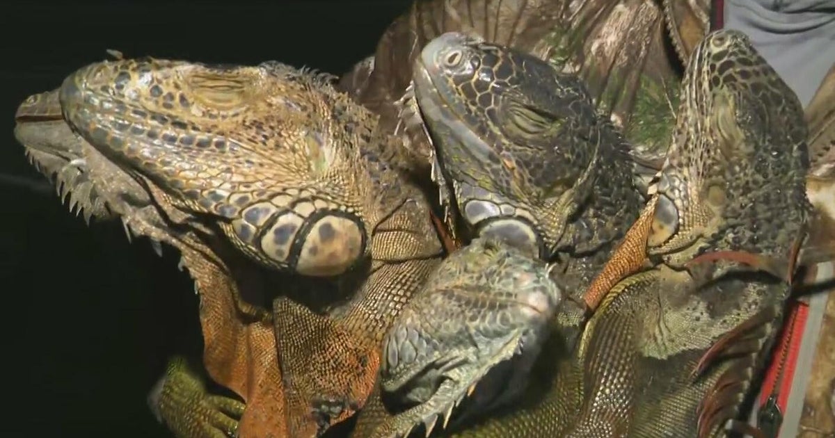 Florida freeze causes iguanas to fall from trees