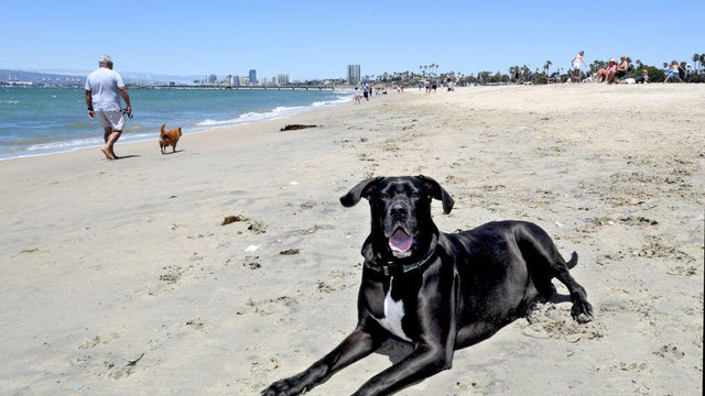 Rosie"u2019s Dog Beach celebrates 20 years in Long Beach. 