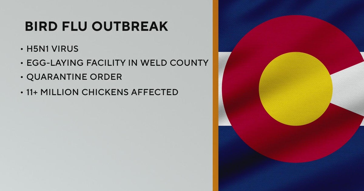 Bird flu outbreak confirmed in Weld County - CBS Colorado