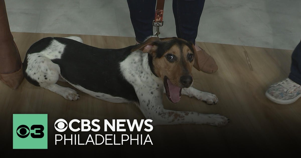 Meet 2 of the Philadelphia-area puppies competing in the 2026 Puppy Bowl