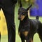 Doberman gets moment of redemption as Best in Show at Westminster