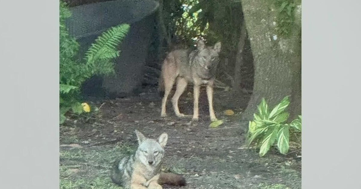 Coral Gables issues safety alert after multiple coyote sightings near neighborhoods