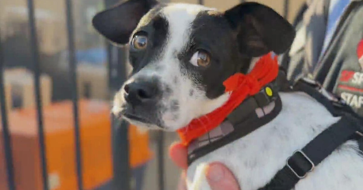 Dog from San Francisco SPCA to play in Puppy Bowl, an event that promotes adoptions