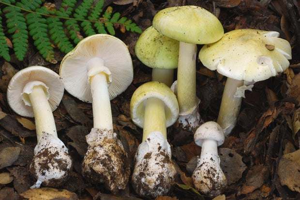 California-Mushroom-Poisoning 