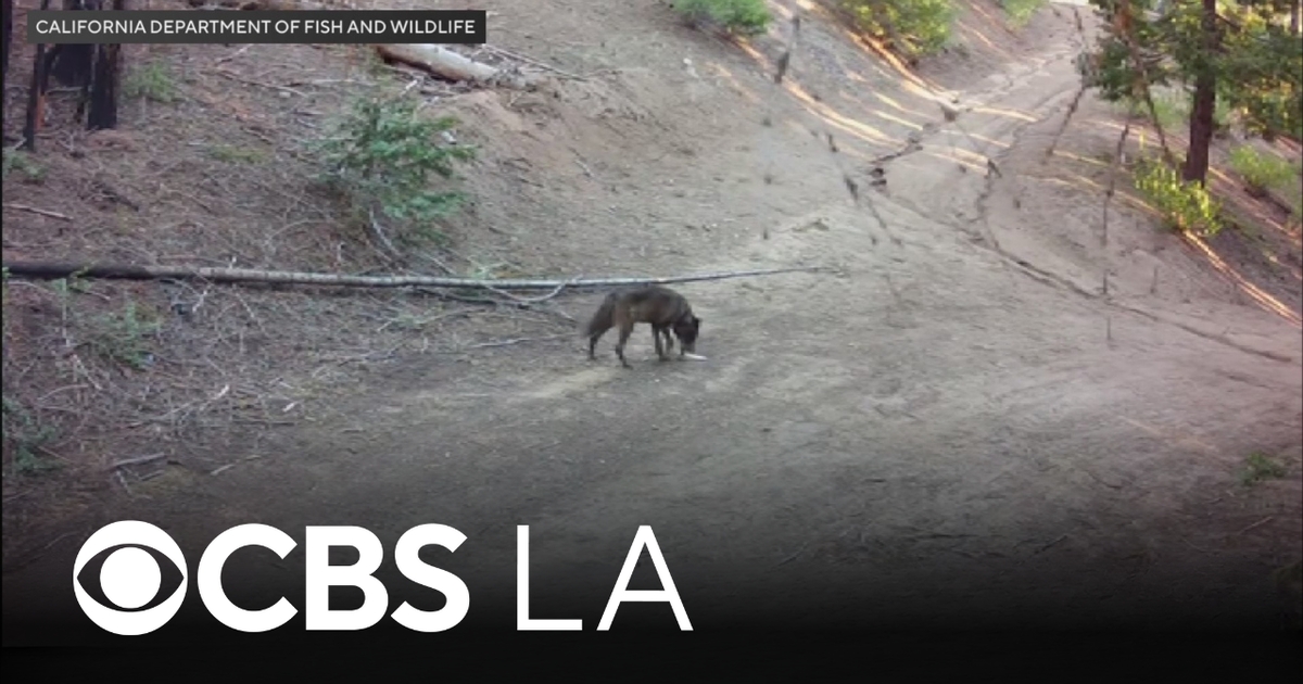 Wolf visits Los Angeles County for first time in 100 years, wildlife officials say